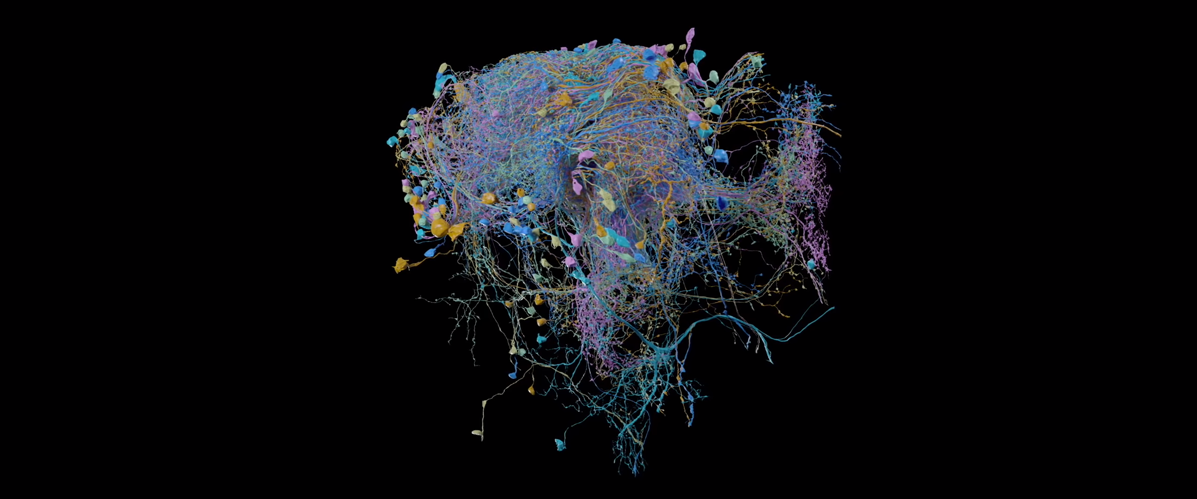 Google, Harvard, Brain map, 3D