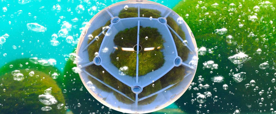 impression 3D algue