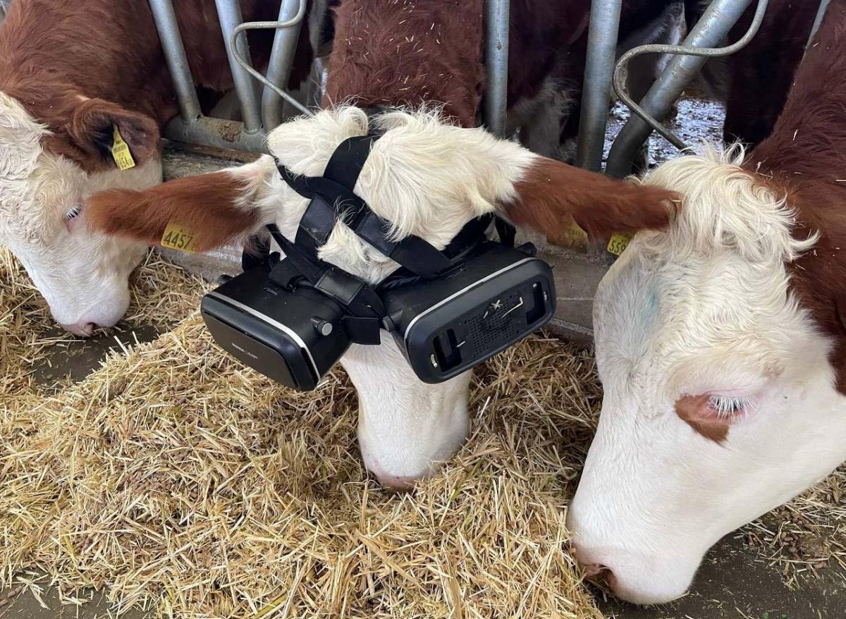 Vache réalité virtuelle