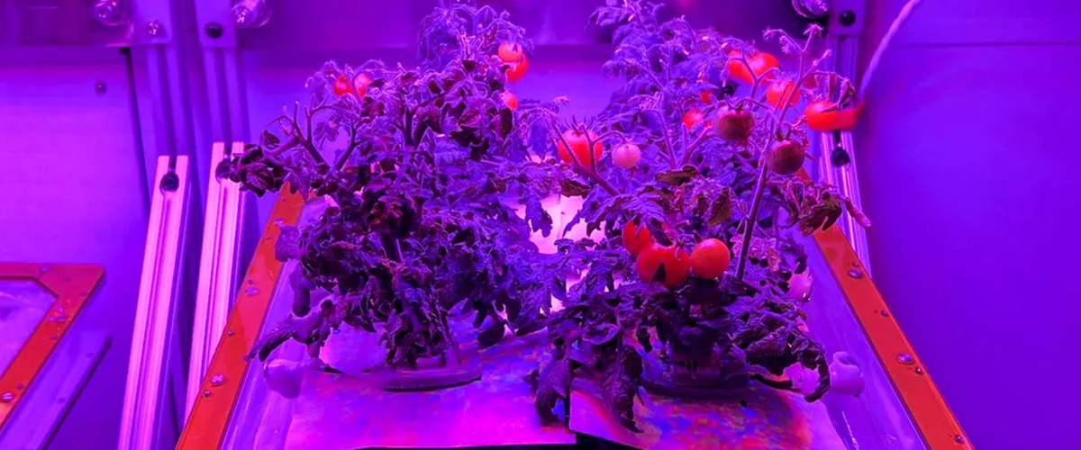 tomatoes growing in space