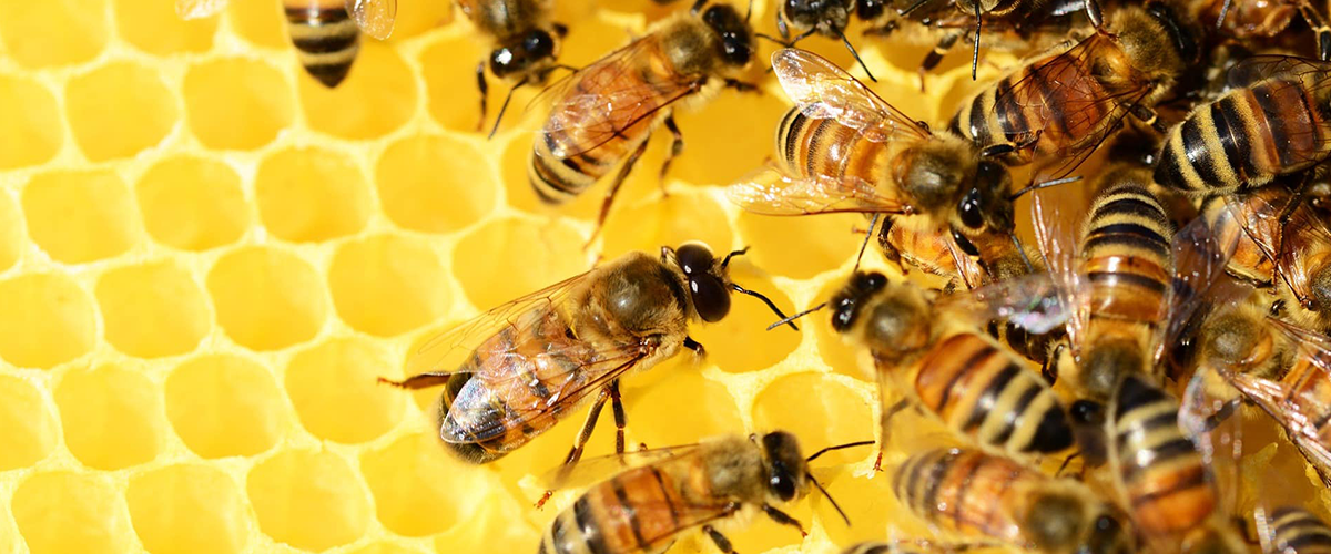 Bees resolving puzzle