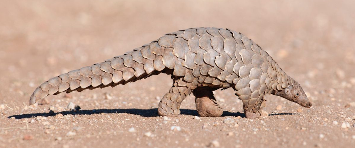 pangolin medical robot